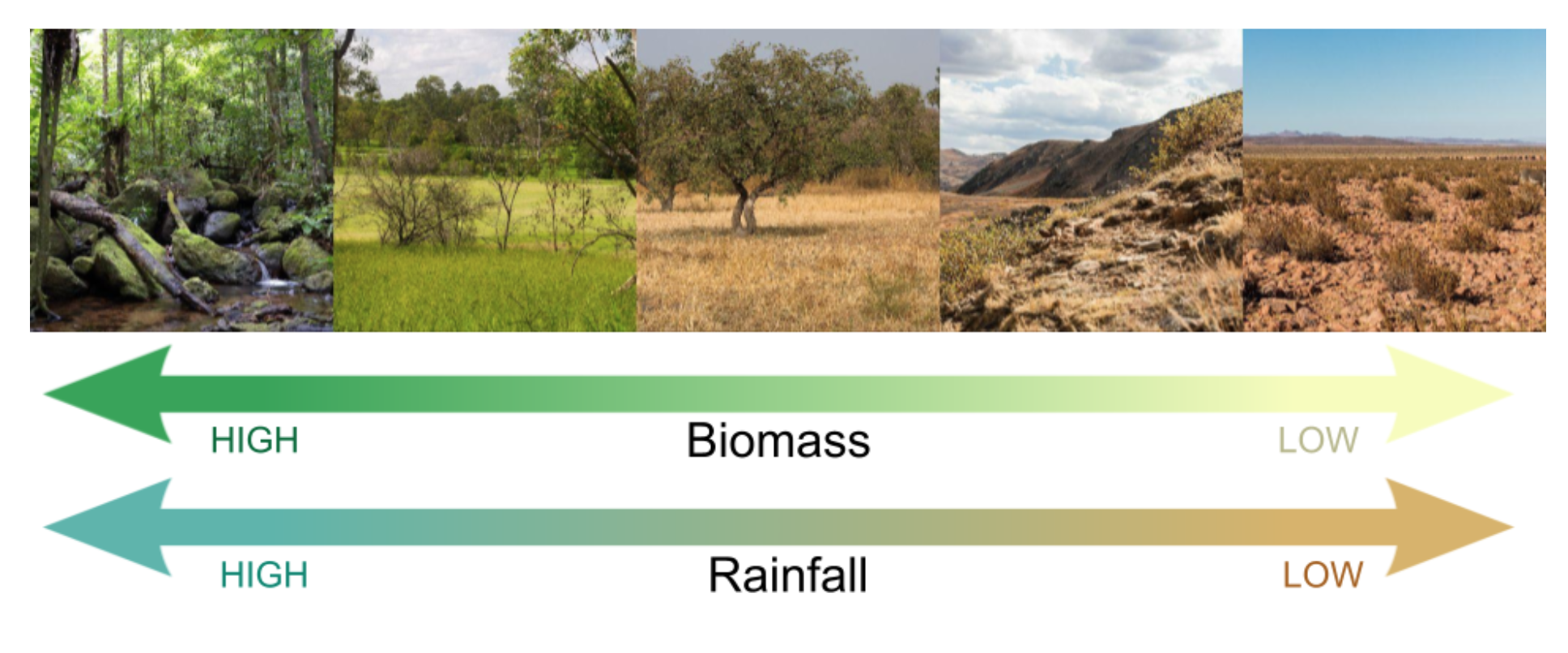 Types of vegetation communities along a rainfall gradient from very high (left), to very low (right).  This rainfall gradient corresponds very closely to biomass levels, with most fire occurring in the middle.
